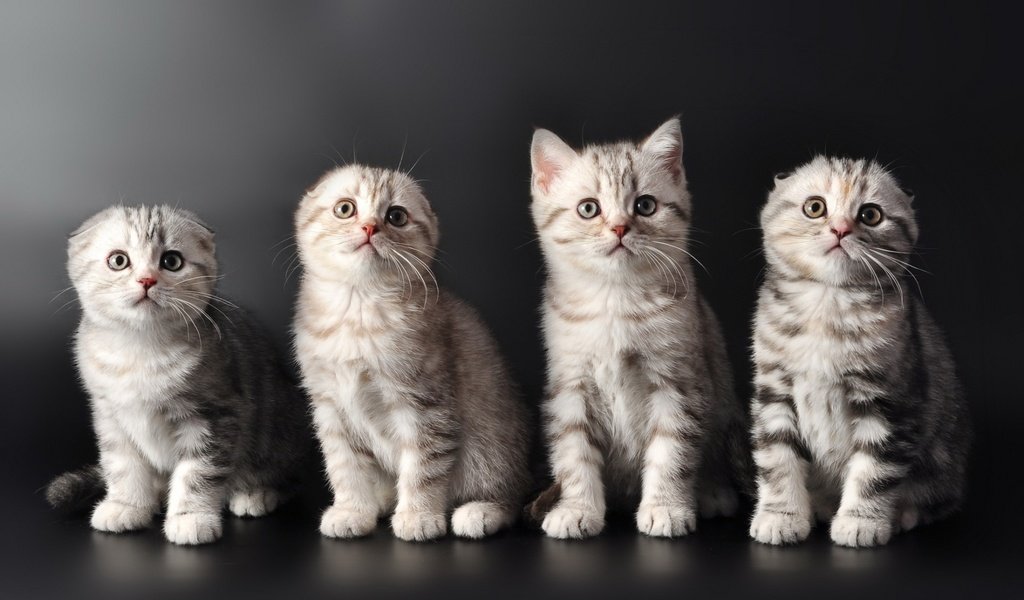 Обои кошки, котята, милые, cats, kittens, cute разрешение 2100x1295 Загрузить