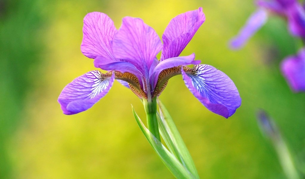 Обои макро, лепестки, фиолетовый, красота, ирис, macro, petals, purple, beauty, iris разрешение 2048x1360 Загрузить