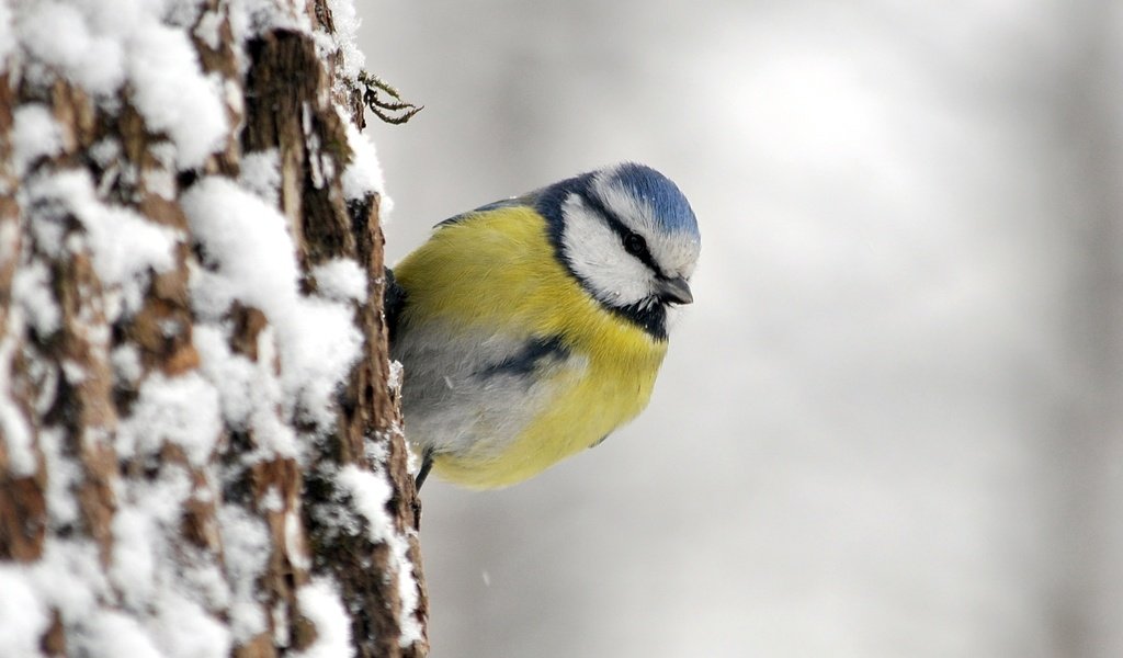 Обои птица, синица, лазоревка, bird, tit, blue tit разрешение 1920x1272 Загрузить