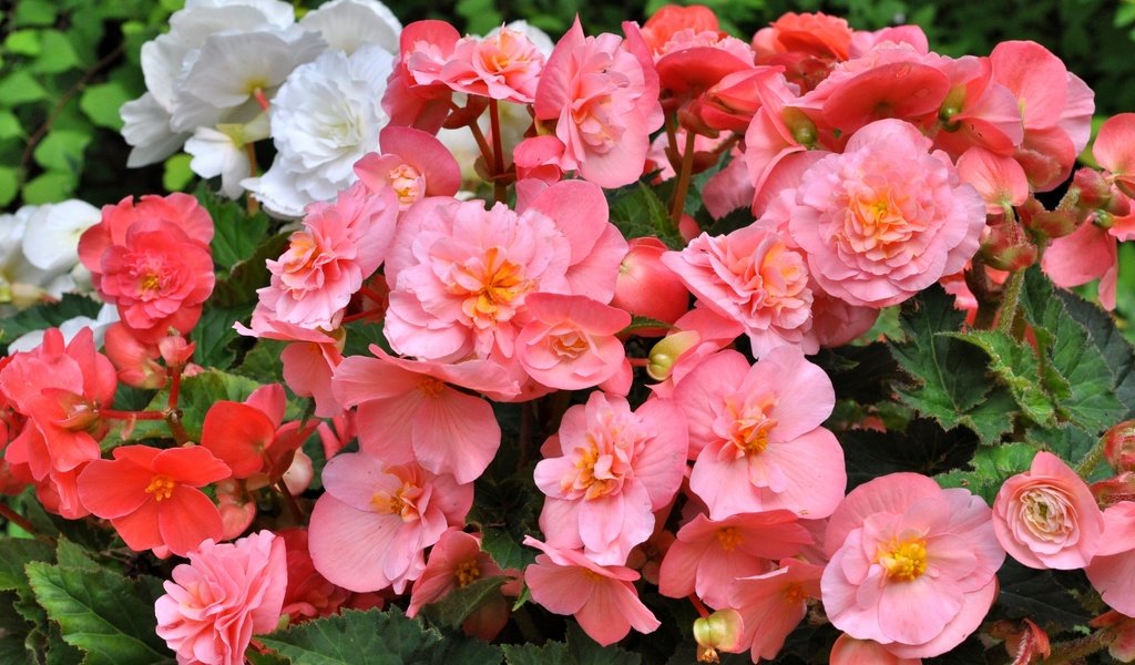 Обои цветы, лепестки, розовые, белые, бегония, flowers, petals, pink, white, begonia разрешение 2200x1444 Загрузить