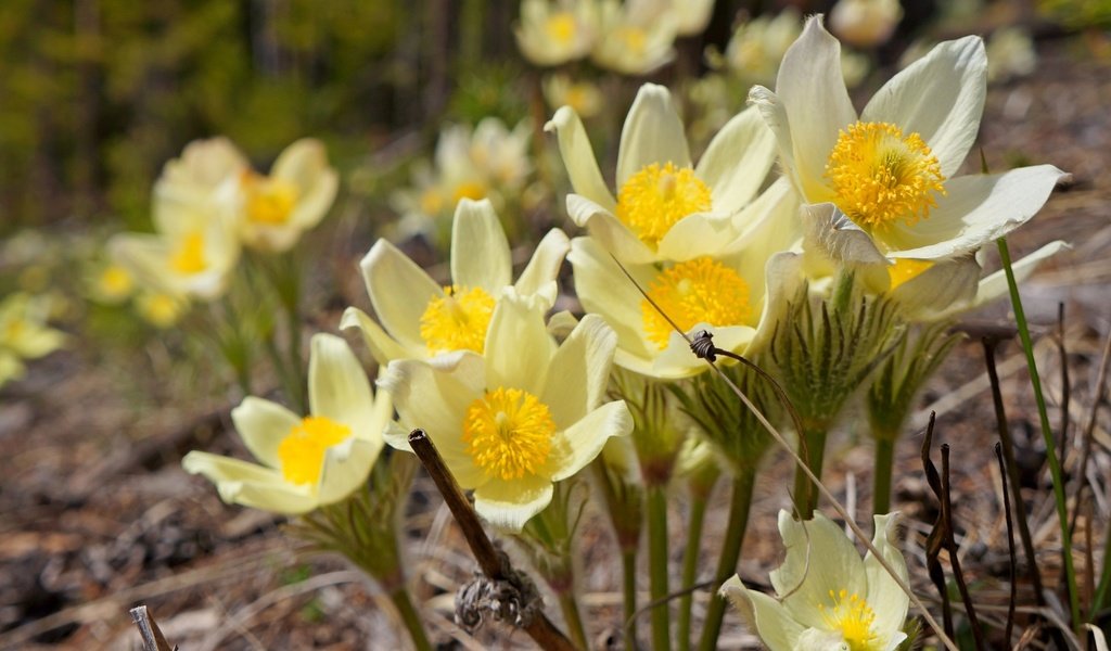 Обои цветы, макро, весна, анемон, flowers, macro, spring, anemone разрешение 2400x1607 Загрузить