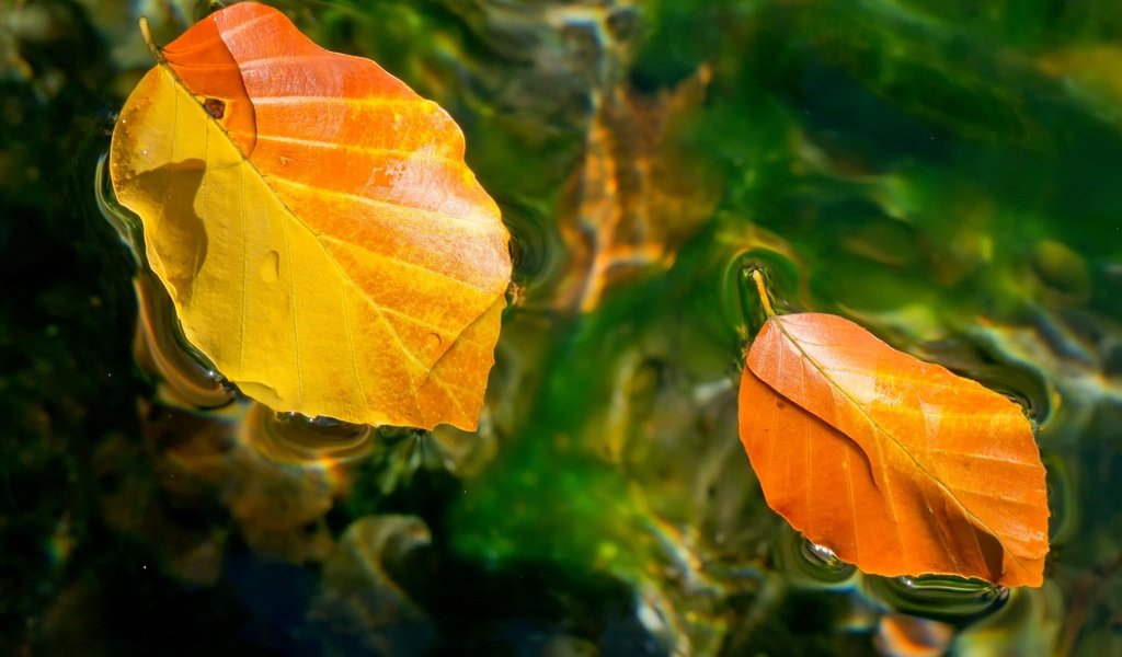 Обои вода, листья, осень, water, leaves, autumn разрешение 2048x1316 Загрузить