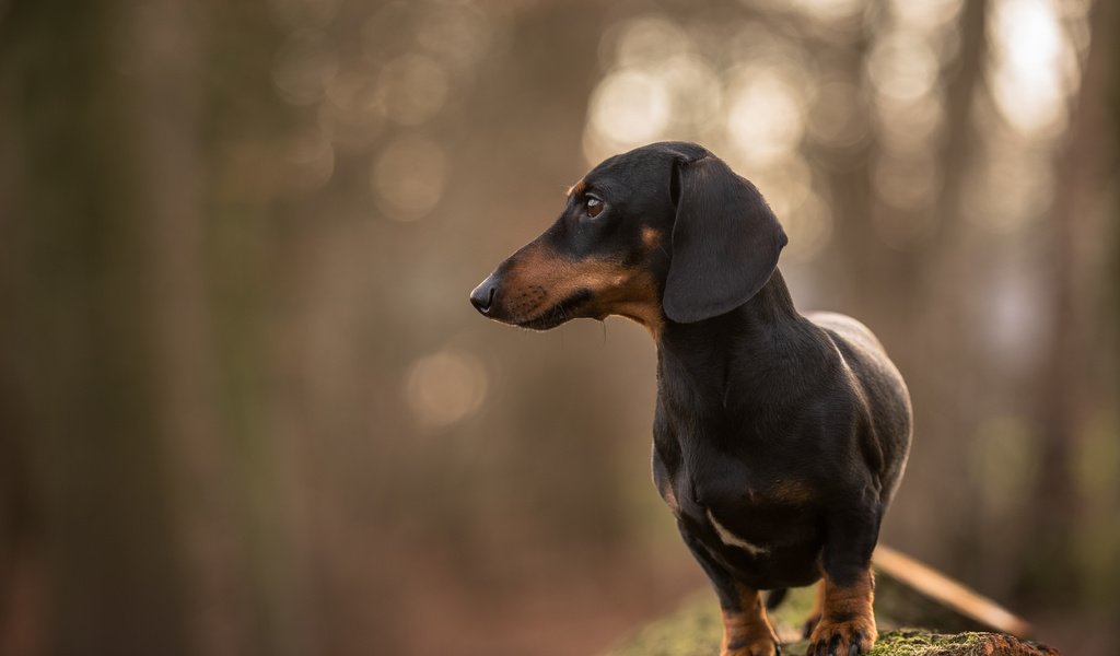 Обои взгляд, собака, друг, такса, jopie, davy, look, dog, each, dachshund разрешение 5346x3569 Загрузить