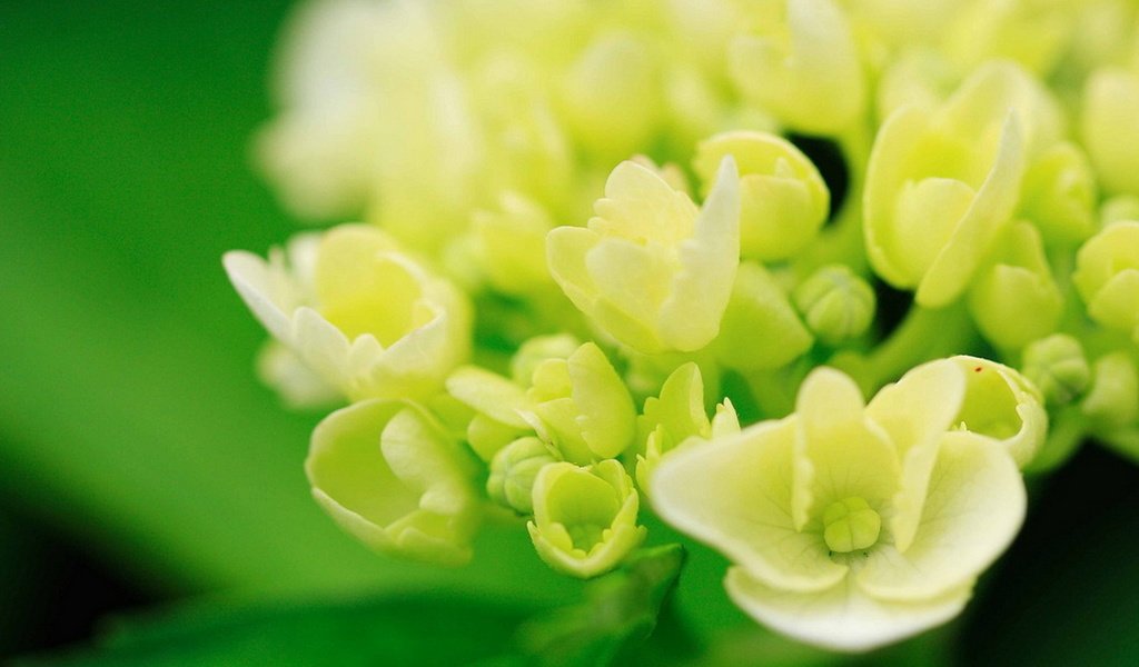 Обои цветы, макро, белые, гортензия, flowers, macro, white, hydrangea разрешение 1920x1279 Загрузить