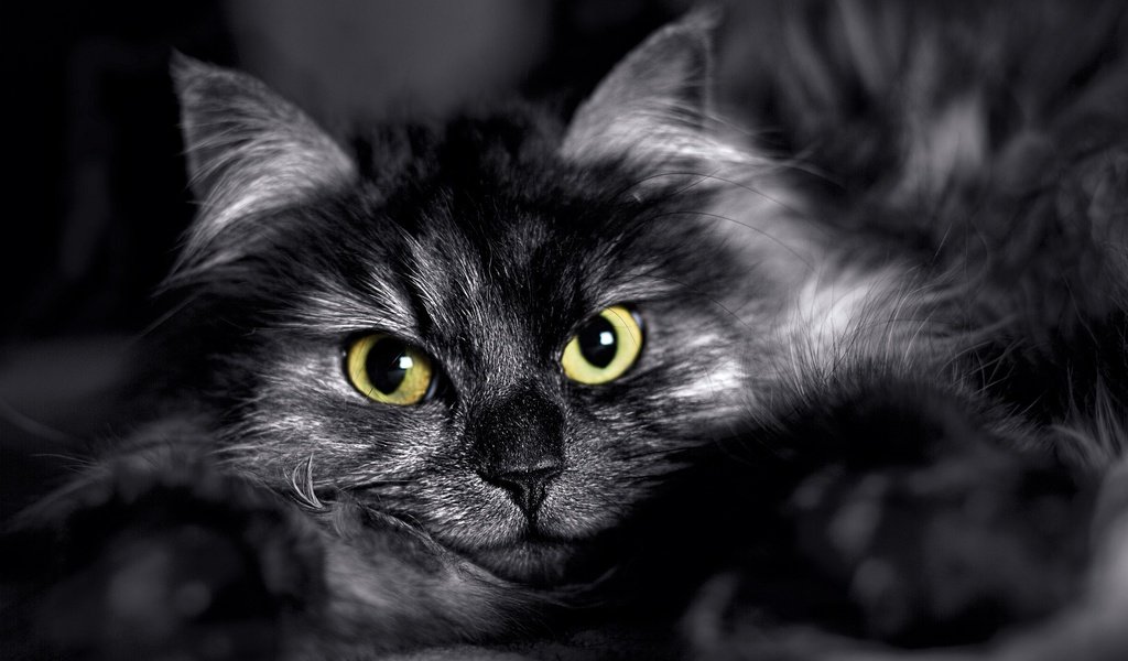 Обои глаза, кот, кошка, взгляд, пушистый, eyes, cat, look, fluffy разрешение 2880x1800 Загрузить