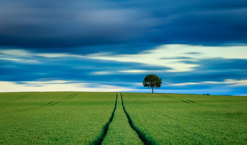 Обои небо, дерево, поле, горизонт, пшеница, the sky, tree, field, horizon, wheat разрешение 1920x1223 Загрузить