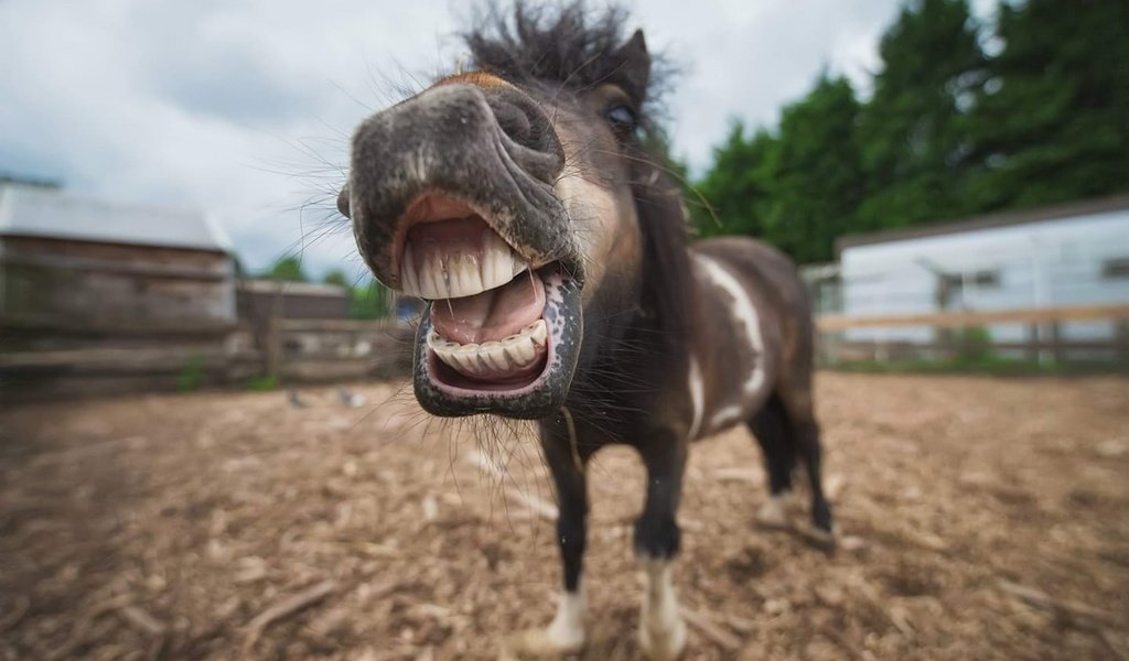 Обои морда, лошадь, портрет, животное, пони, конь, ракурс, shetland, face, horse, portrait, animal, pony, view разрешение 1920x1283 Загрузить