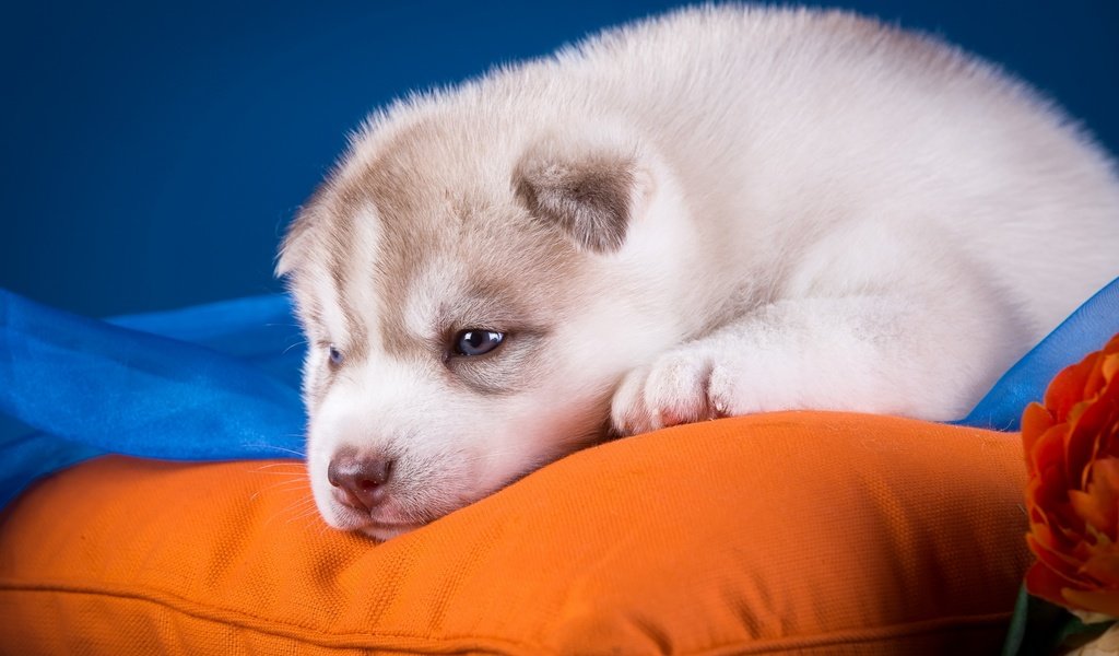 Обои собака, щенок, хаски, подушка, голубоглазый, dog, puppy, husky, pillow, blue-eyed разрешение 2880x1800 Загрузить