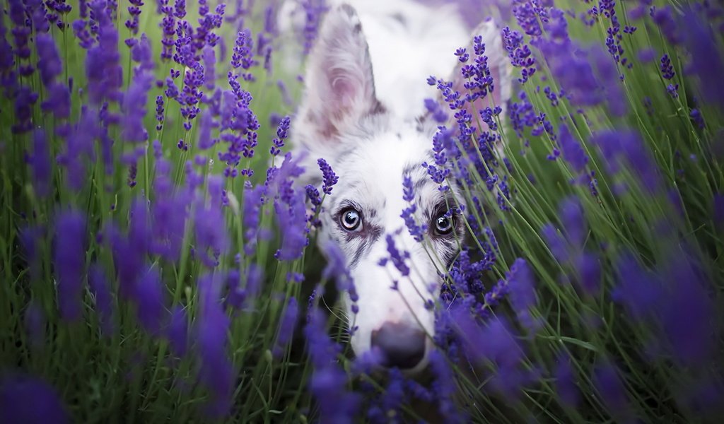 Обои цветы, лаванда, взгляд, собака, бордер-колли, cirilla, alicja zmysłowska, flowers, lavender, look, dog, the border collie разрешение 1920x1280 Загрузить