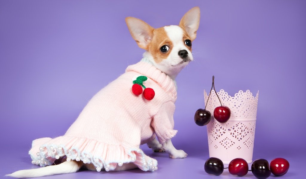 Обои платье, мордочка, взгляд, собака, ягоды, вишня, чихуахуа, dress, muzzle, look, dog, berries, cherry, chihuahua разрешение 3600x2343 Загрузить