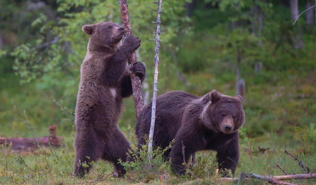 Обои лес, медведь, медведи, бурый, forest, bear, bears, brown разрешение 1920x1223 Загрузить