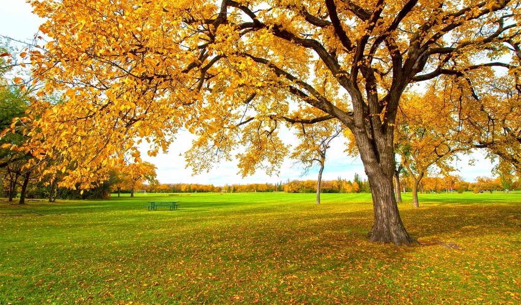 Обои дерево, желтый, листья, осень, tree, yellow, leaves, autumn разрешение 2048x1360 Загрузить