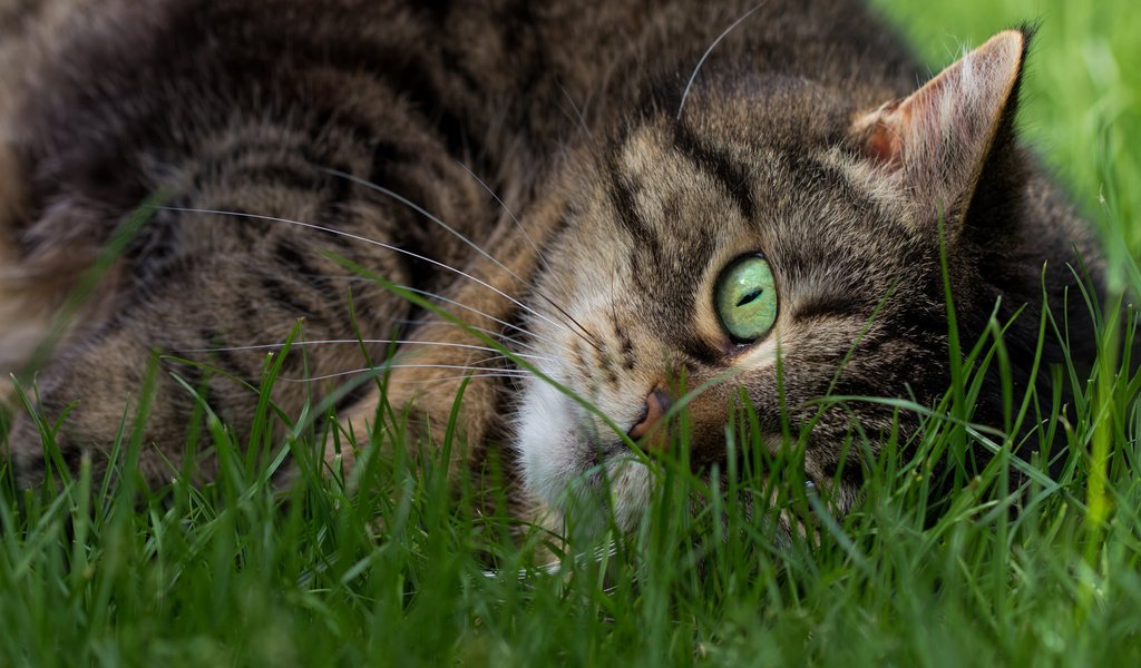 Обои трава, кот, мордочка, кошка, взгляд, зеленые глаза, полосатый, grass, cat, muzzle, look, green eyes, striped разрешение 2048x1365 Загрузить