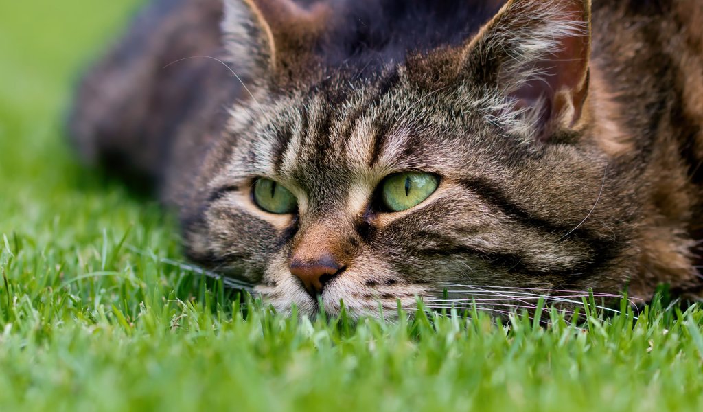 Обои трава, кот, мордочка, кошка, взгляд, котэ, grass, cat, muzzle, look, kote разрешение 4164x3123 Загрузить
