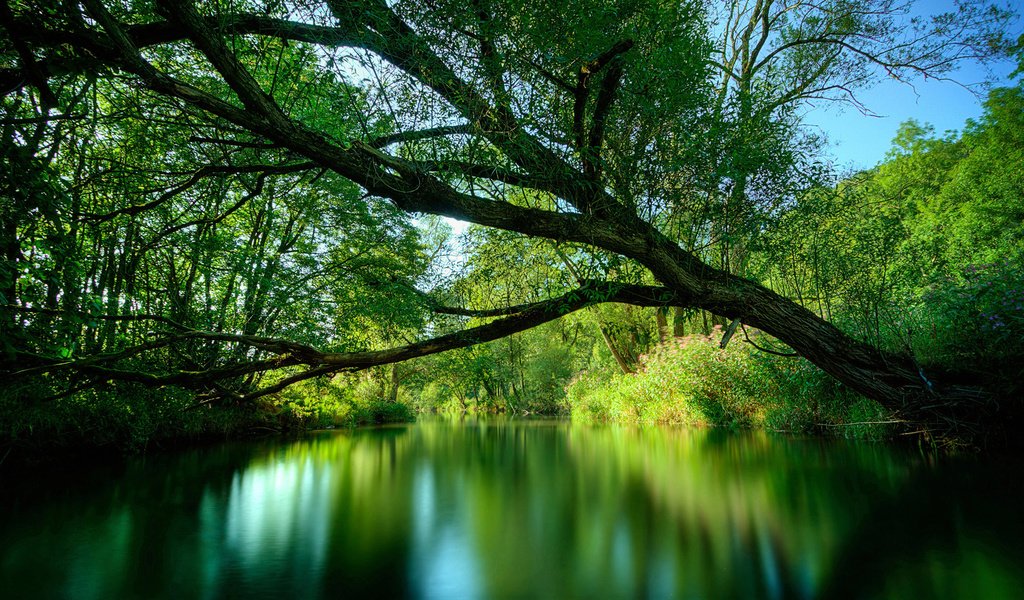 Обои река, дерево, зелень, лето, river, tree, greens, summer разрешение 1920x1080 Загрузить