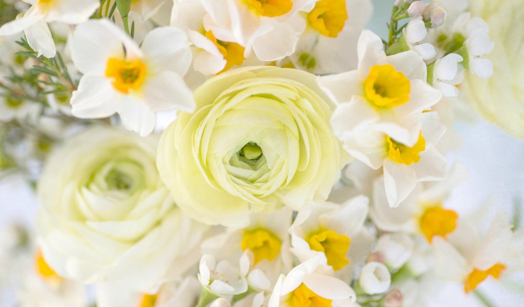 Обои цветы, букет, нарциссы, ранункулюс, flowers, bouquet, daffodils, ranunculus разрешение 2048x1367 Загрузить
