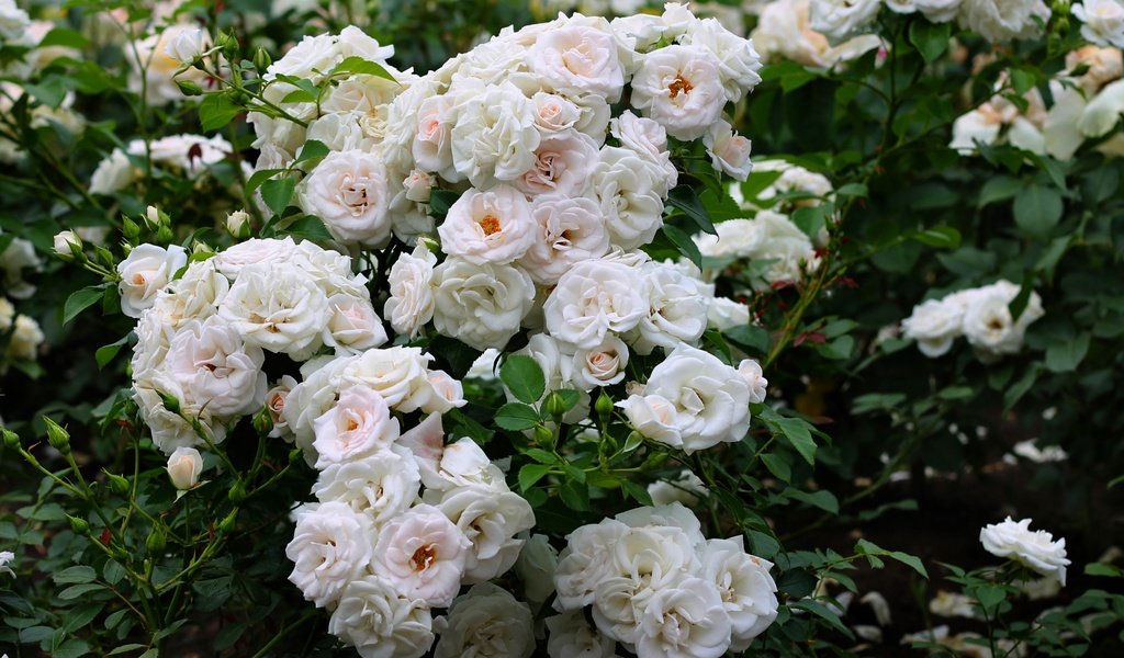 Обои цветы, розы, куст, белые, flowers, roses, bush, white разрешение 2400x1555 Загрузить