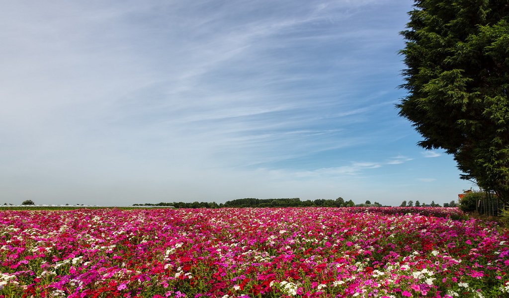 Обои цветы, пейзаж, поле, flowers, landscape, field разрешение 1920x1080 Загрузить