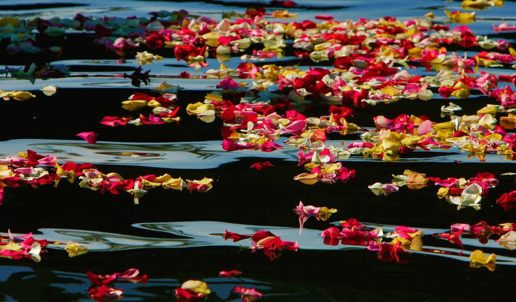 Обои цветы, вода, розы, лепестки, сша, калифорния, oceanside harbor, flowers, water, roses, petals, usa, ca разрешение 1920x1200 Загрузить