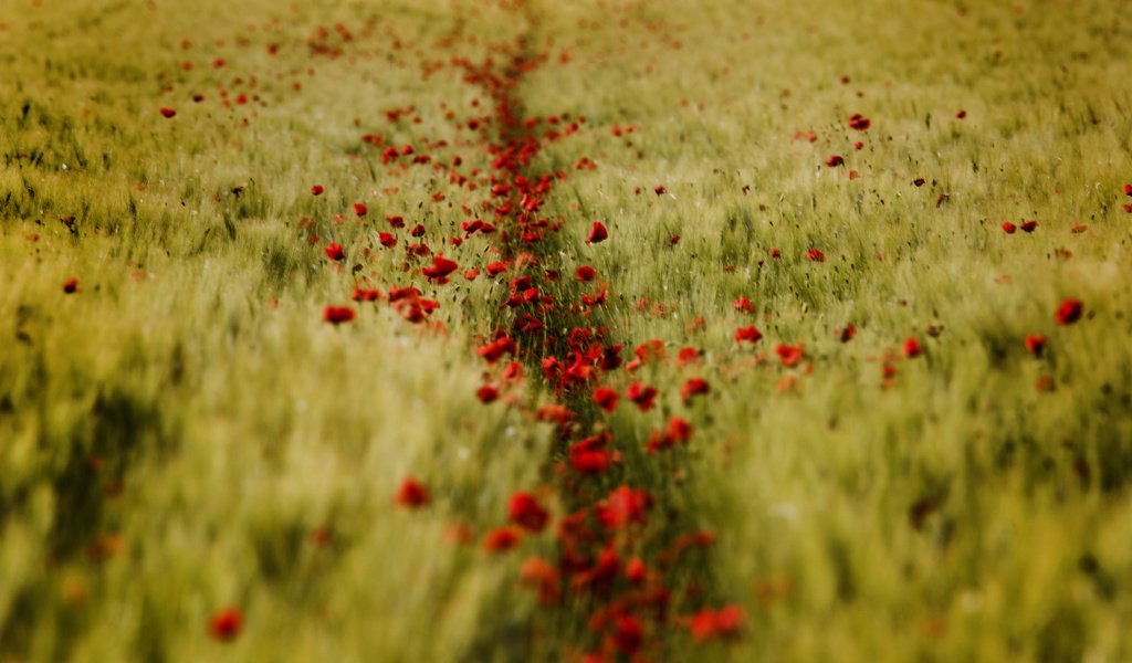 Обои поле, лето, пшеница, красные маки, field, summer, wheat, red poppies разрешение 2048x1365 Загрузить