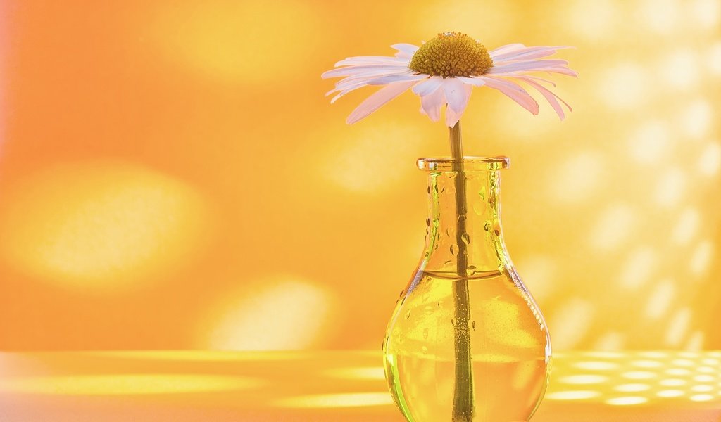 Обои фон, ромашка, бутылочка, вазочка, background, daisy, bottle, vase разрешение 2560x1696 Загрузить