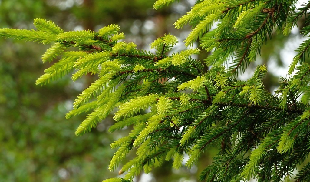 Обои хвоя, ветки, ель, needles, branches, spruce разрешение 2048x1152 Загрузить