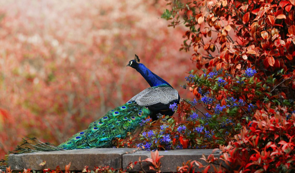 Обои цветы, птица, павлин, хвост, боке, flowers, bird, peacock, tail, bokeh разрешение 2048x1152 Загрузить