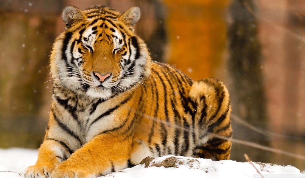 Обои тигр, снег, природа, животные, tiger, snow, nature, animals разрешение 1920x1080 Загрузить