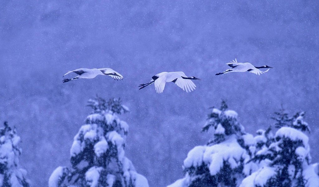 Обои природа, зима, птицы, журавль, японский, nature, winter, birds, crane, japanese разрешение 1920x1080 Загрузить