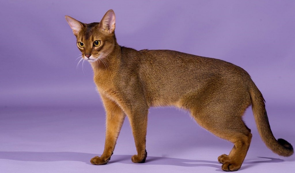 Обои кошка, порода, грация, абиссинская кошка, cat, breed, grace, abyssinian cat разрешение 1920x1246 Загрузить
