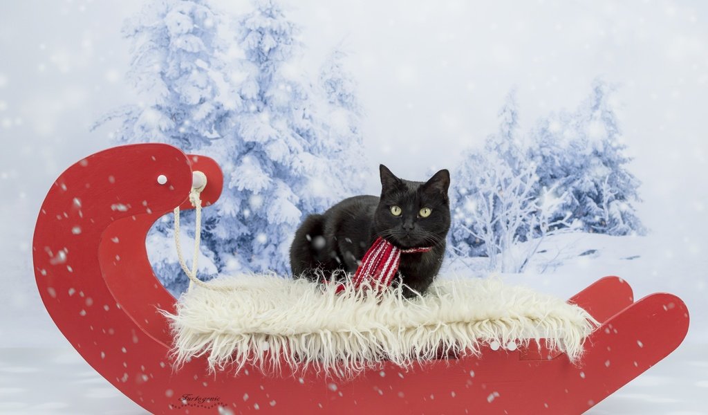 Обои зима, кот, кошка, взгляд, черный, сани, фотосессия, шарфик, winter, cat, look, black, sleigh, photoshoot, scarf разрешение 5106x3649 Загрузить