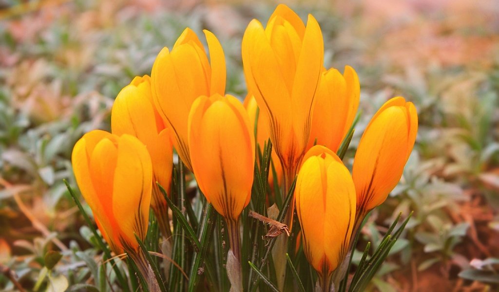 Обои цветы, весна, желтые, крокусы, yellow crocuses, flowers, spring, yellow, crocuses разрешение 3000x1900 Загрузить