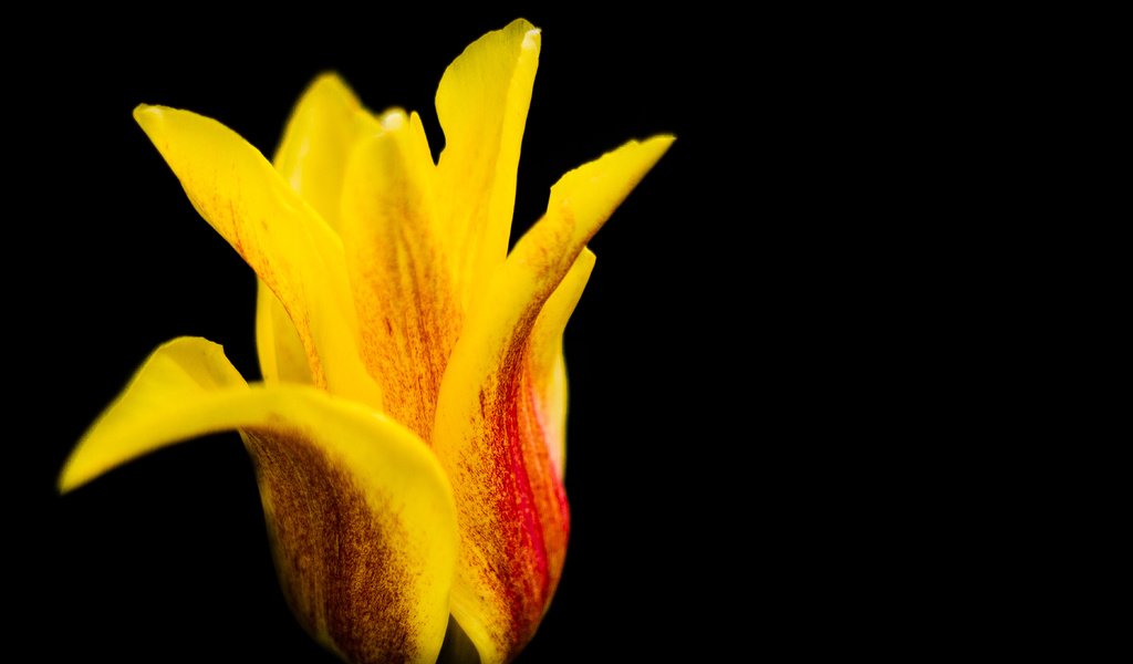 Обои макро, цветок, лепестки, черный фон, тюльпан, красочный, alistair dent, macro, flower, petals, black background, tulip, colorful разрешение 4652x3101 Загрузить