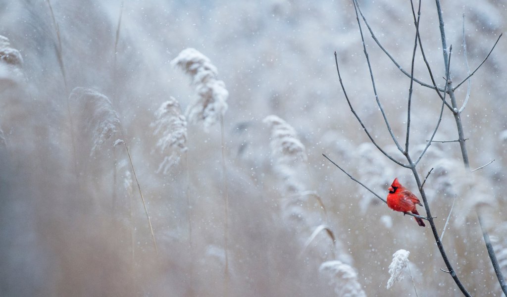 Обои снег, зима, птица, кардинал, ray hennessy, snow, winter, bird, cardinal разрешение 4667x3106 Загрузить