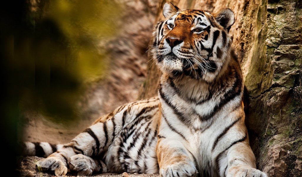 Обои тигр, хищник, большая кошка, животное, tiger, predator, big cat, animal разрешение 2048x1365 Загрузить