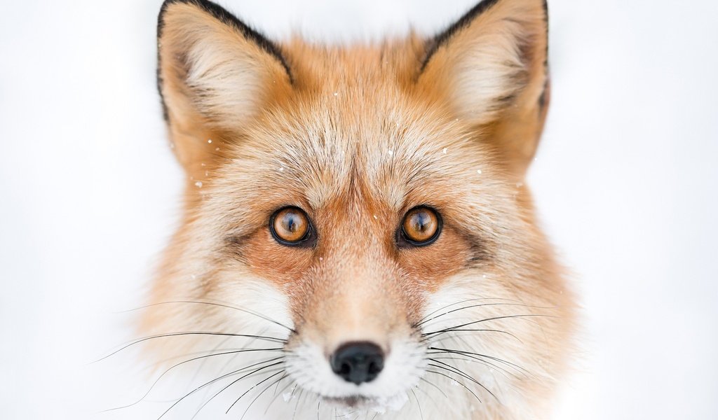Обои глаза, морда, взгляд, лиса, лисица, белый фон, животное, eyes, face, look, fox, white background, animal разрешение 2048x1365 Загрузить