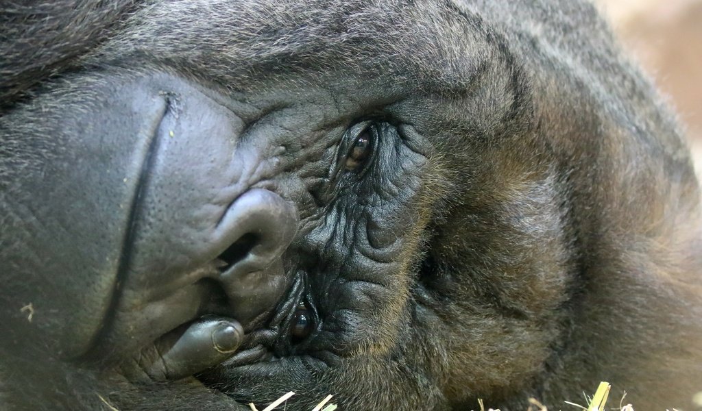 Обои фон, взгляд, обезьяна, горилла, background, look, monkey, gorilla разрешение 2560x1707 Загрузить