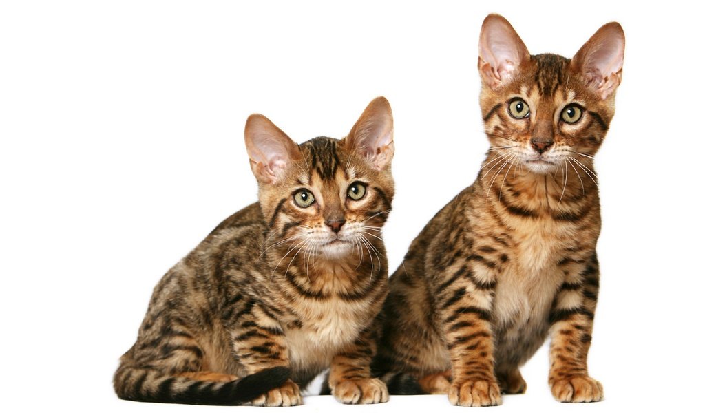 Обои кошки, котята, дуэт, калифорнийские, короткошерстные, cats, kittens, duo, california, shorthair разрешение 1920x1280 Загрузить