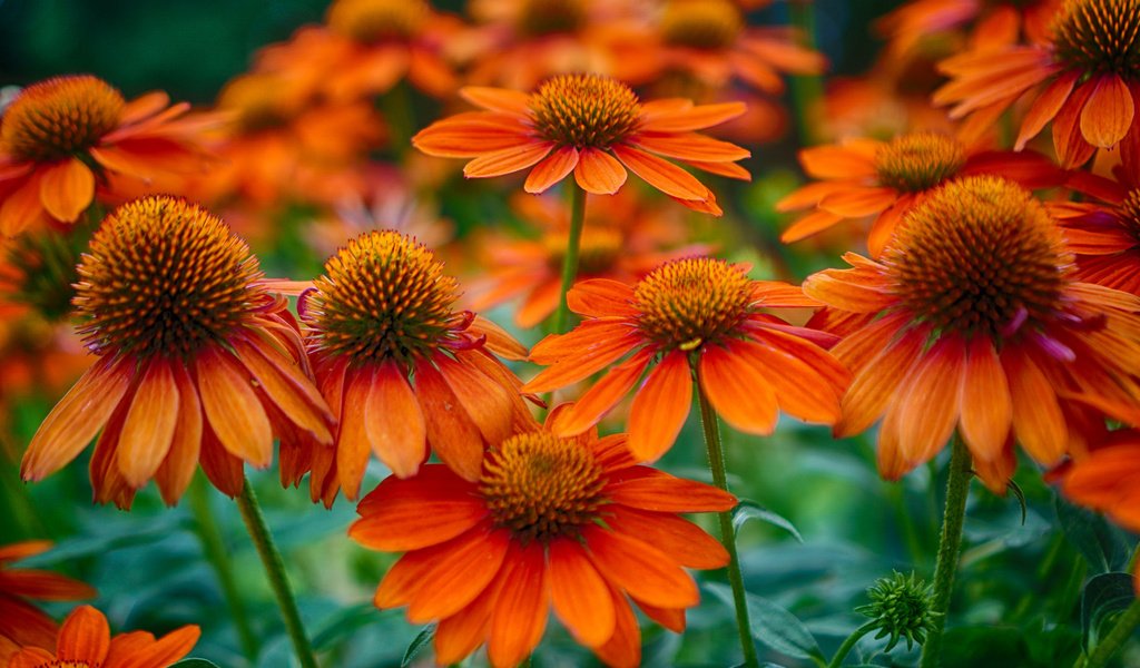 Обои цветы, поле, лепестки, стебель, эхинацея, flowers, field, petals, stem, echinacea разрешение 2048x1358 Загрузить