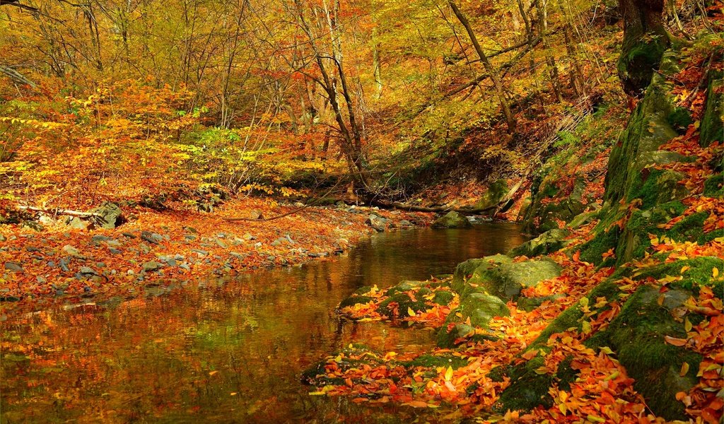 Обои лес, ручей, листва, осень, поток, листопад, forest, stream, foliage, autumn, falling leaves разрешение 3002x1894 Загрузить