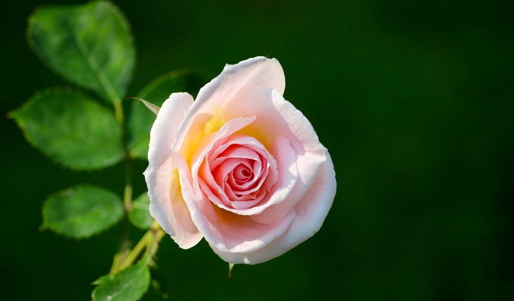 Обои цветок, роза, розовая, зеленый фон, flower, rose, pink, green background разрешение 1920x1440 Загрузить