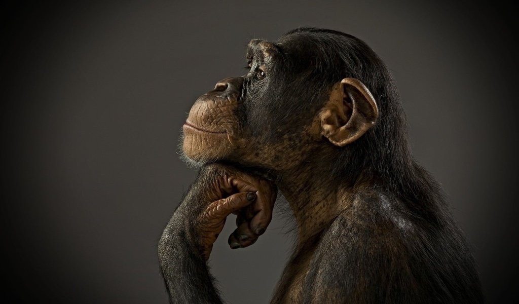 Обои фон, профиль, животное, обезьяна, примат, шимпанзе, background, profile, animal, monkey, the primacy of, chimpanzees разрешение 1920x1080 Загрузить