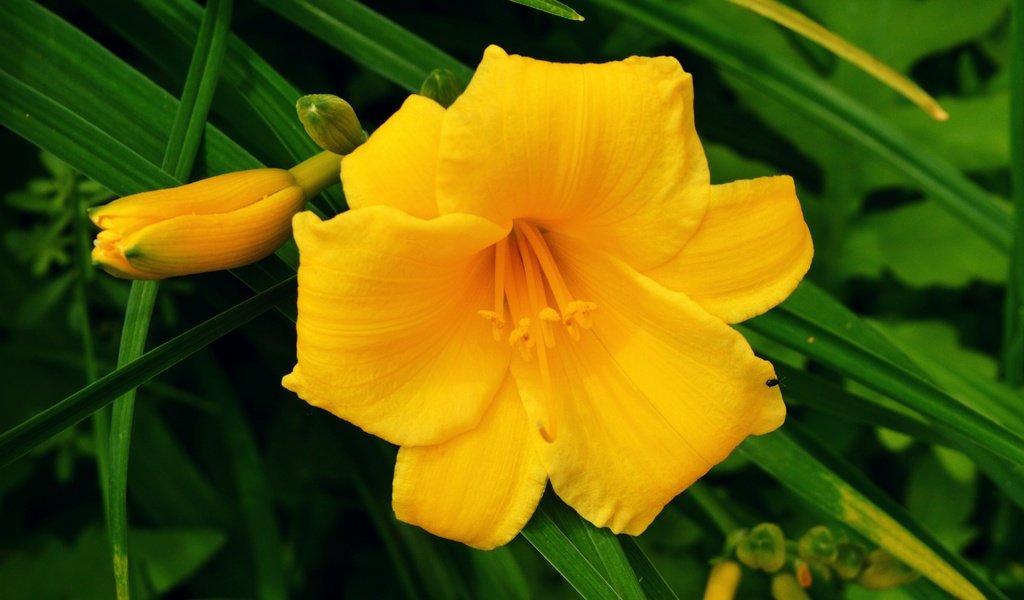 Обои цветы, бутоны, макро, лепестки, желтые, лилейник, flowers, buds, macro, petals, yellow, daylilies разрешение 4098x3261 Загрузить