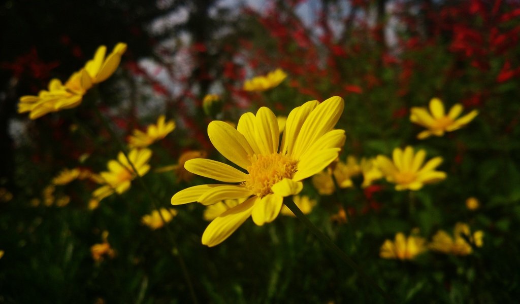 Обои цветы, природа, ромашки, желтые, желтые цветы, flowers, nature, chamomile, yellow, yellow flowers разрешение 4208x2368 Загрузить