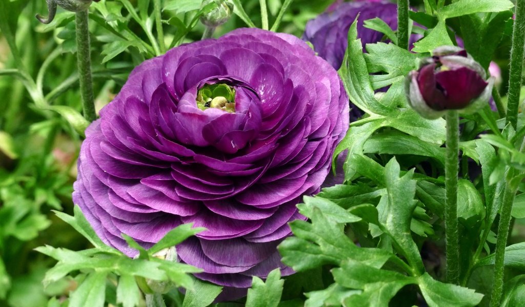 Обои цветы, макро, лиловый, ранункулюс, лютик, flowers, macro, purple, ranunculus, buttercup разрешение 2048x1365 Загрузить