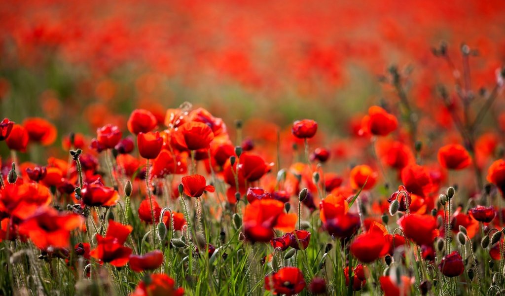 Обои цветы, поле, лето, красные, маки, боке, flowers, field, summer, red, maki, bokeh разрешение 2048x1365 Загрузить