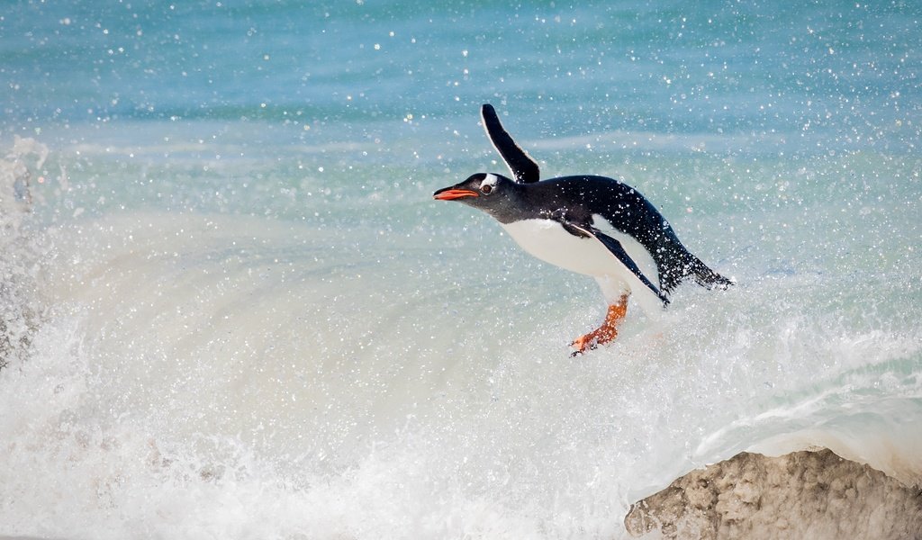 Обои волна, океан, птица, пингвин, wave, the ocean, bird, penguin разрешение 2000x1414 Загрузить