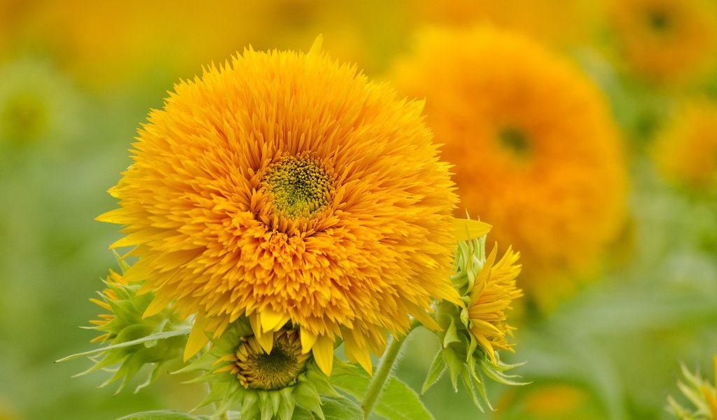 Обои цветы, природа, лепестки, подсолнухи, желтые, flowers, nature, petals, sunflowers, yellow разрешение 2048x1356 Загрузить