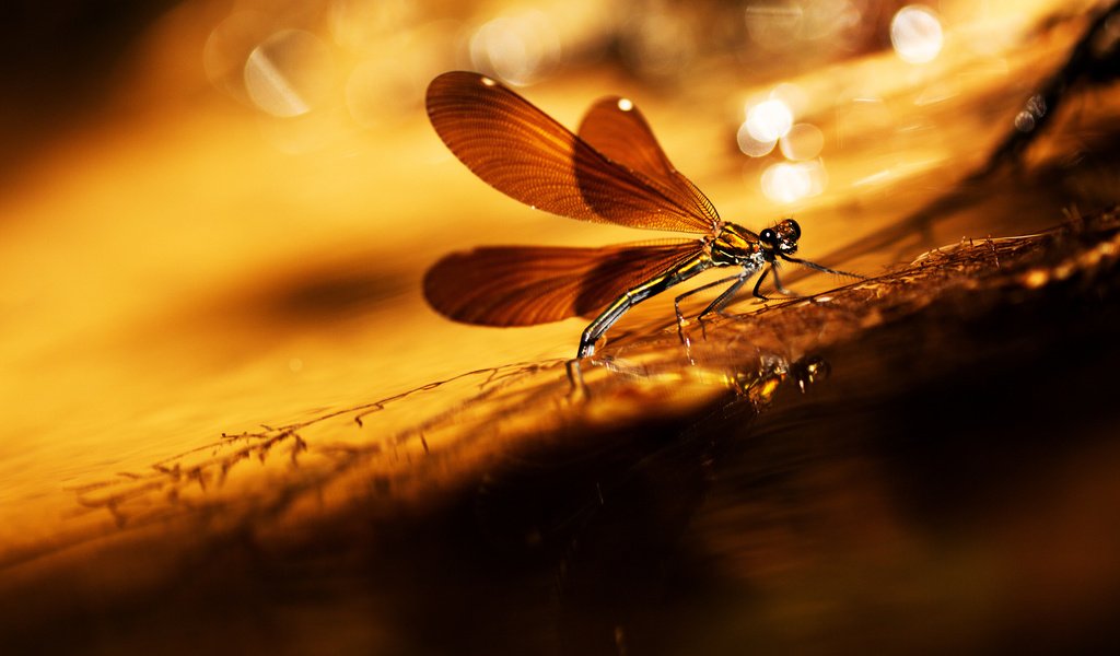 Обои насекомое, фон, крылья, блики, стрекоза, травинка, insect, background, wings, glare, dragonfly, a blade of grass разрешение 2048x1306 Загрузить
