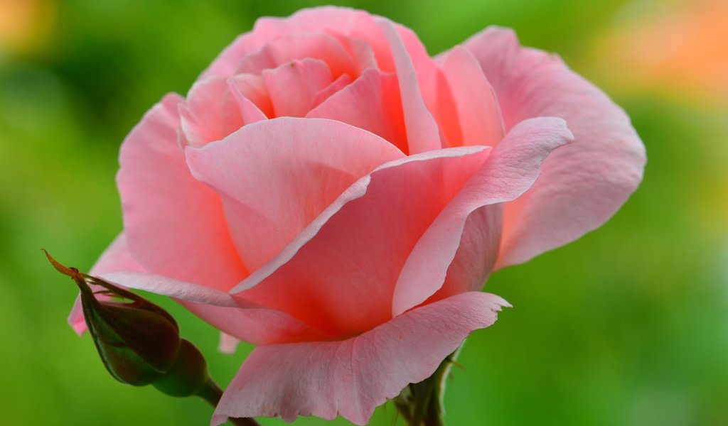 Обои фон, цветок, роза, лепестки, бутон, розовые, background, flower, rose, petals, bud, pink разрешение 2874x1800 Загрузить
